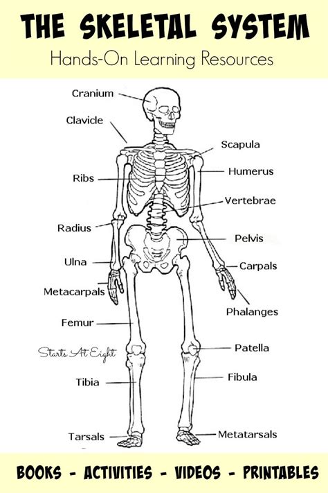 Skeletal System Labeled Worksheet