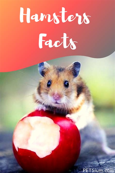 Hamster Fun Facts