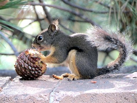 What 14 celebrities eat for breakfast. What Do Squirrels Eat | Fantastic Pest Control