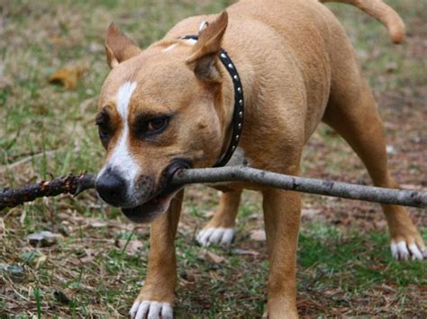 A Dog With A Stick In His Mouth Wallpapers And Images Wallpapers