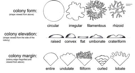 18 Plating On Petri Plates For Isolation Biology Libretexts