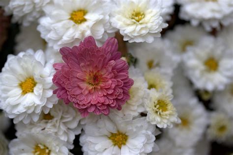 Chrysanthemum Tufanica Flower Free Photo On Pixabay