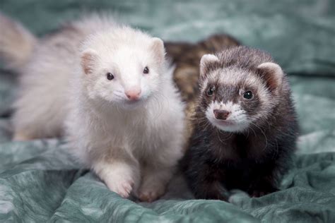 Two Small Ferrets Laying On Cstudio Cloth In A Cute Portrait Pet