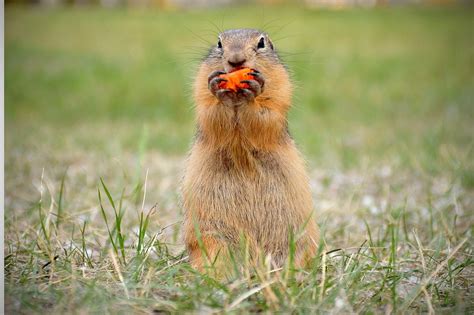 Marmot Eating Carrot Free Photo On Pixabay