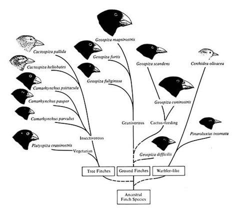 Learn About The Galapagos Darwin Finch Where And How Do They Live