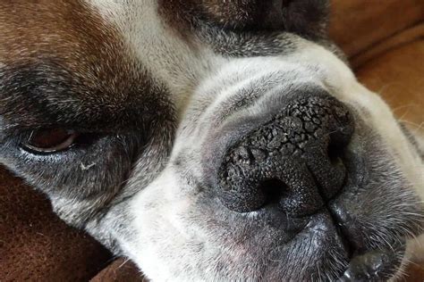 Ranking Crusty Dog Nose Causes From Least To Most Serious