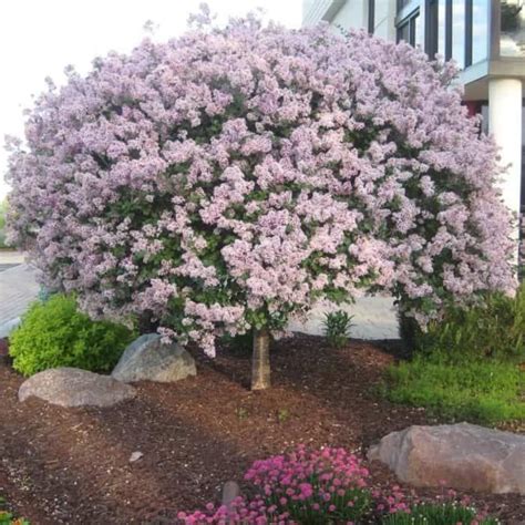 Beautiful Dwarf Lilac Trees For Your Garden 1000 In 2020 Lilac Tree