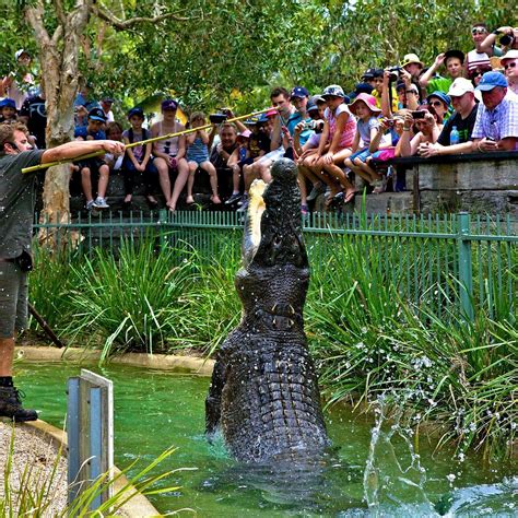 Australian Reptile Park Gosford Ce Quil Faut Savoir