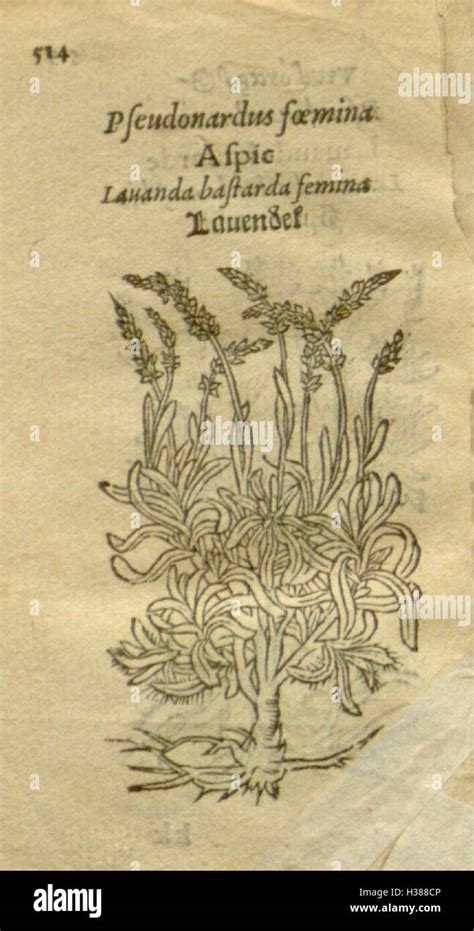 Plantarum Effigies Page 514 Bhl81 Stock Photo Alamy