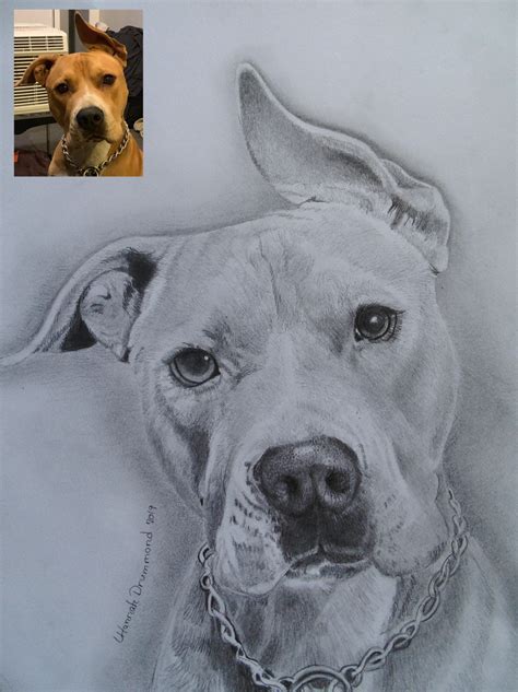 Pitbull Portrait Pitbull Drawing Portrait Pencil Portrait