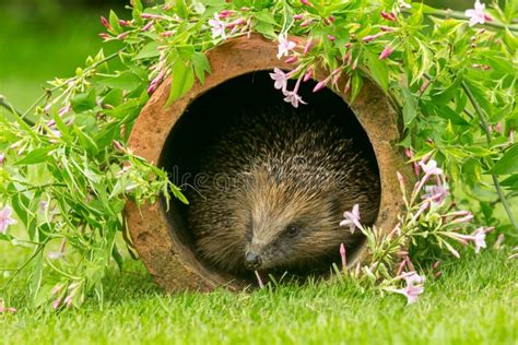 Hedgehog Wild Native European Hedgehog In Natural Garden Habitat