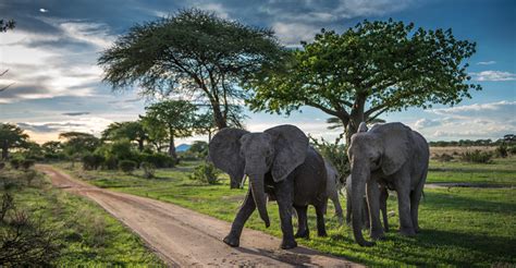 Selous Game Reserve Tanzania Essential Destinations