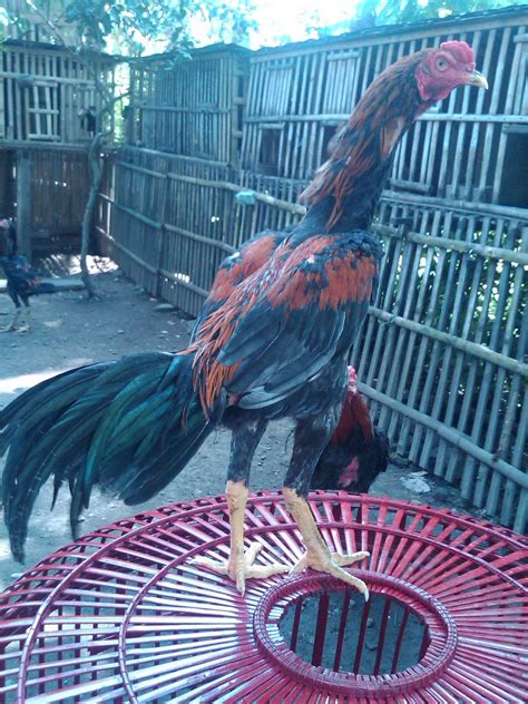 Penyediaan tempat yang buruk buat ayam atau kondisi kandang yang tidak ideal sehingga tidak nyaman buat ayam bangkok dan mengakibatkan stress. ATTACK (ANAKAN) SOLD to KALIMANTAN!! | Ayam Bangkok ...