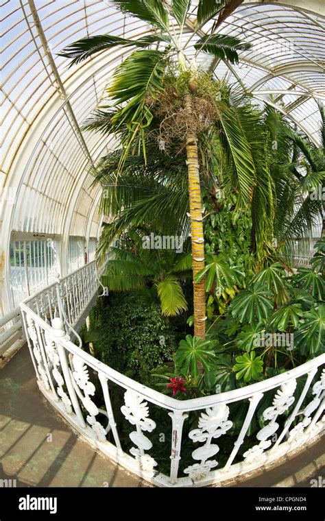 Glasshouse Walkway Palm House Interior Kew Royal Botanic Gardens