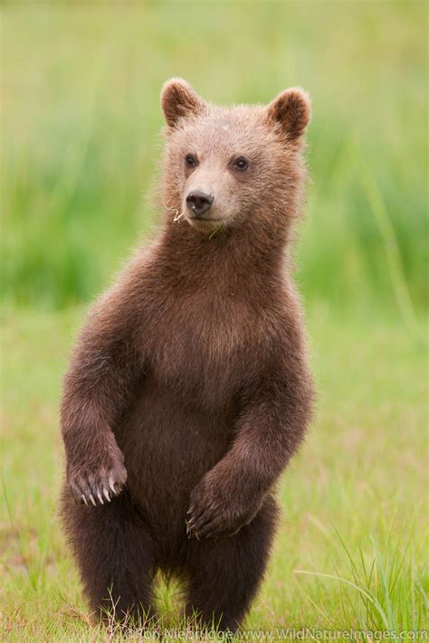 Brown Bear Cub Lake Clark National Park Alaska Photos By Ron