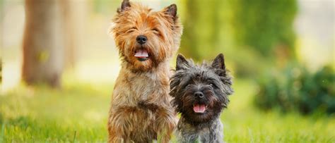 razas de perro cairn terrier bekia mascotas