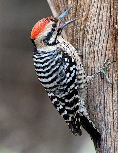 Types Of Woodpeckers What Do Woodpeckers Eat