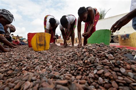 Initiative Cacao Côte Divoire Ghana Vers Une Institutionnalisation Du Drd Par Le Conseil Café