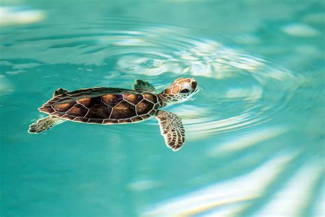 Baby Sea Turtles Wallpaper