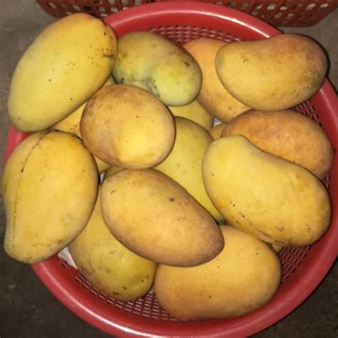 Jenis mangga ini memiliki rasa yang manis seperti madu sesuai namanya mangga madu. Mangga Harum Manis Perlis🔥Harga per KG | Shopee Malaysia