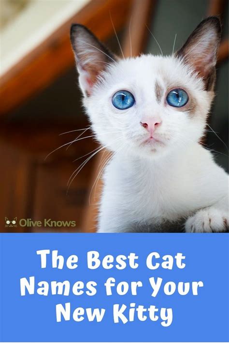 The Best Cat Names For Your New Kitty Oliveknows Cat Names Kitten Names Kitten Names Girl