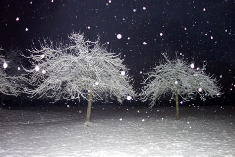 Trees Night Snow Winter Free Stock Photo Public Domain Pictures
