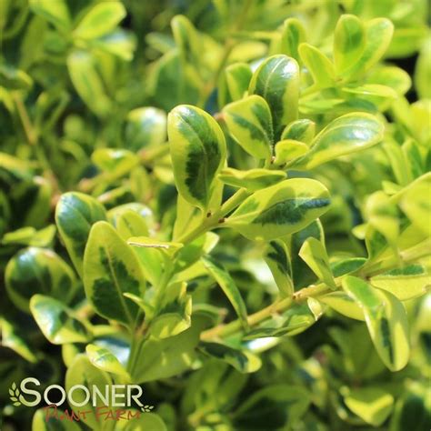 Golden Dream Boxwood Buy Online Best Prices