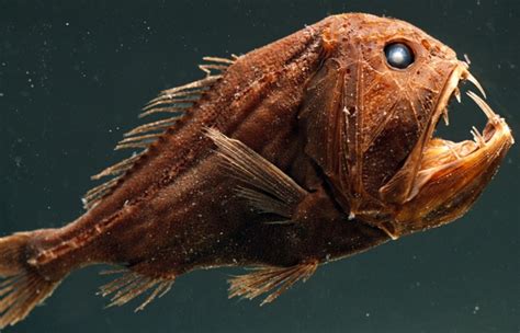 Facts About The Odd Deep Sea Animal Known As The Fangtooth Fish