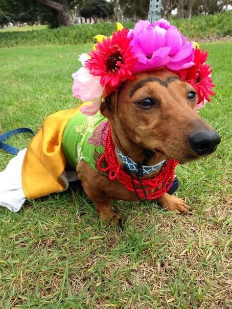 27 Insanely Clever Halloween Costumes For Your Dog Disfraz Para