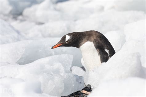 Antarctic S Shetland 037 Inger Vandyke