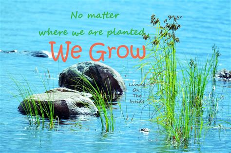 We Grow Where We Are Planted Spiritual Life Life Quotes Plants