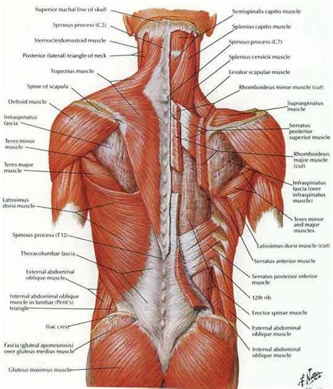 Human muscle system, the muscles of the human body that work the skeletal system, that are under voluntary control, and that are concerned with movement overview product description the muscles of the shoulder and back chart shows how the many layers of muscle in the shoulder and back are. Pin by Barry Yanku on Anatomy | Muscle diagram, Muscle ...