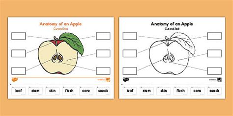 Anatomy Of An Apple Cut And Paste Activity Twinkl
