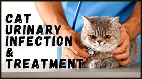 Cat Urinary Infection Treatment YouTube