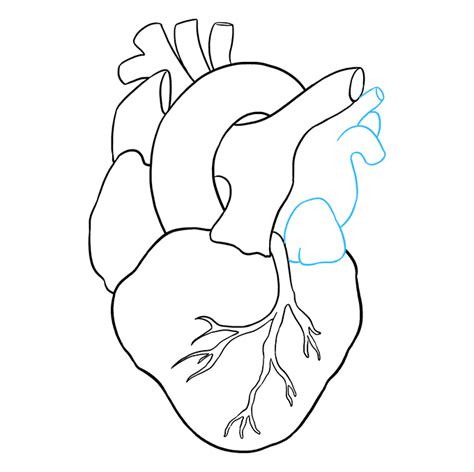 Anatomical Heart Drawing