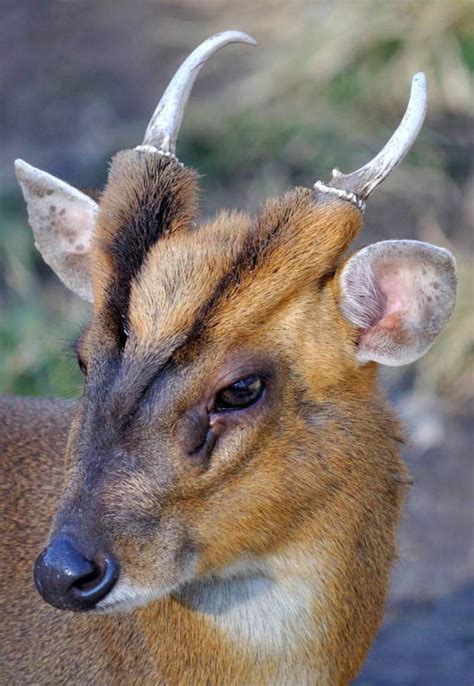 Muntjac Deer Pet Alberta Pet Spares