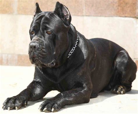 We are celebrating 20 years of delivering puppy love to families worldwide with big offers, savings and surprises. Cane Corso puppies for sale | Liverpool, Merseyside | Pets4Homes