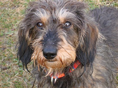 Wire Haired Dachshund 10 Character Traits To Know