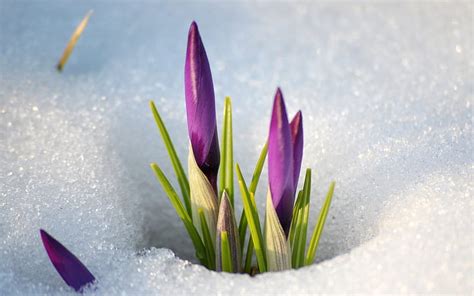 1080p Free Download Spring Crocus Snow Melt Flowers Nature Hd