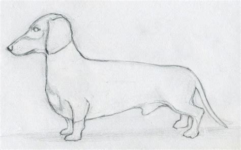 How To Draw A Dachshund Dog Easy