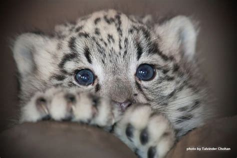 1000 Images About Snow Leopard