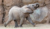 elephant calf | Reid Park Zoo