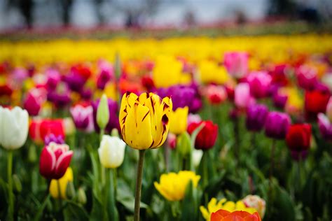 Tulip Field Flowers Hd Desktop Wallpapers 4k Hd