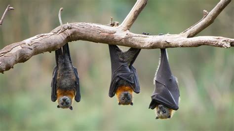 7 Benefits Of Bats