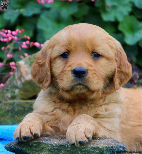 😊 to see available pups click our link in the bio! Star - Miniature Golden Retriever Puppy For Sale in ...