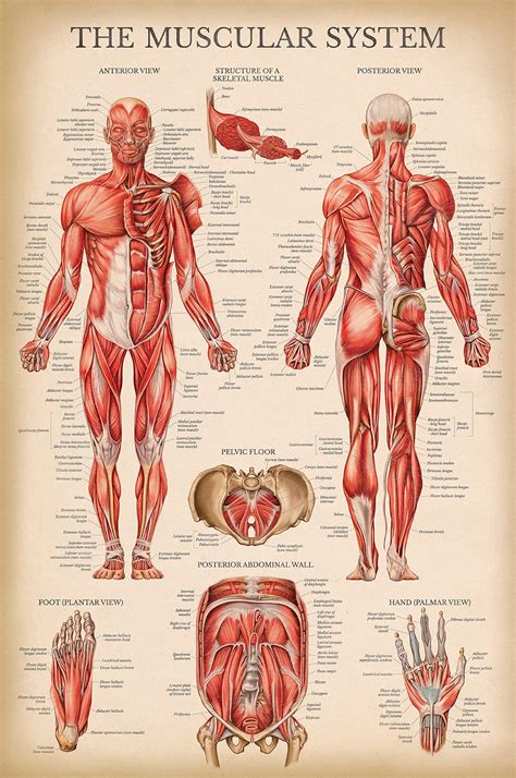 Vintage Muscular System Anatomical Chart Human Muscle Anatomy Poster