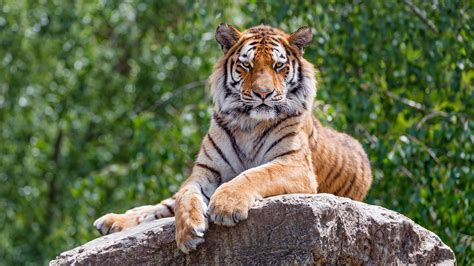 Saving The Amur Tiger Bbc Earth