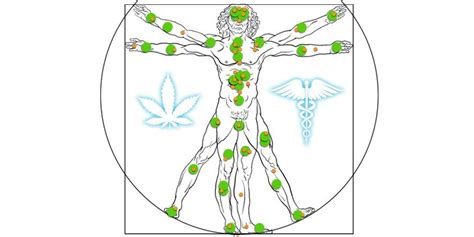 endocannabinoid system explained what is ecs and what is its role cbd oil system cannabidiol