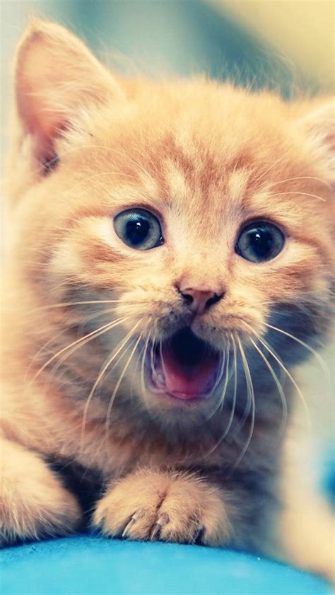 Cute Cat Iphone 5 Wallpaper Hd Free Download Iphonewalls