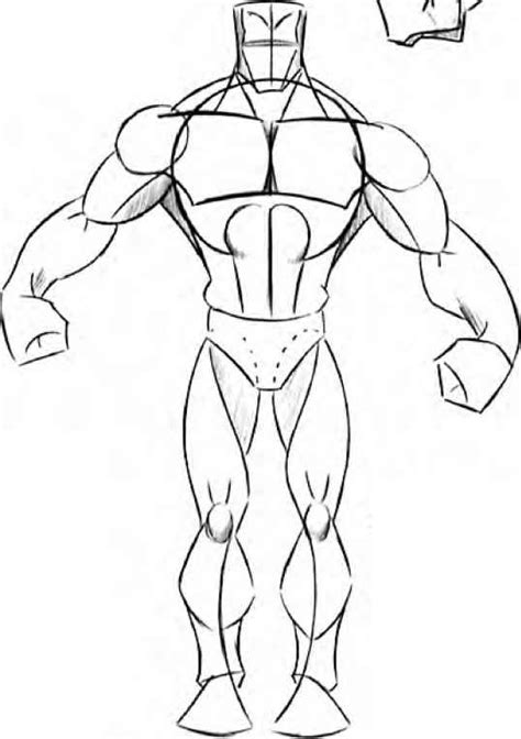 Human Muscles Drawing At Getdrawings Free Download
